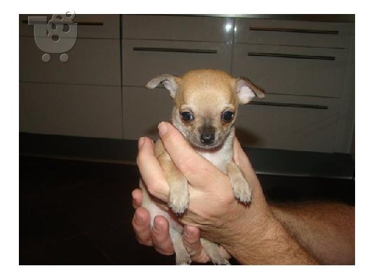 PoulaTo: Chihuahua-Τσιχουάουαα